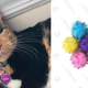 Luna (not for sale) and Vapker Sparkle Balls, $9